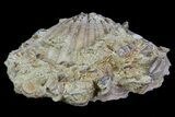 Fossil Pectin (Chesapecten) - Virginia #66402-2